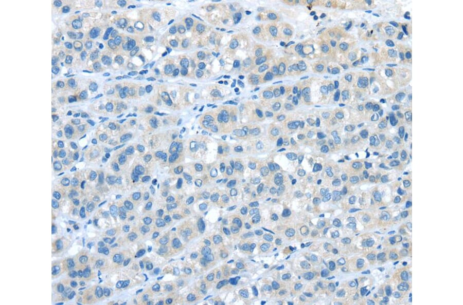 Immunohistochemistry - NPY4R Antibody from Signalway Antibody (40193) - Antibodies.com