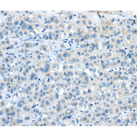 Immunohistochemistry - NPY4R Antibody from Signalway Antibody (40193) - Antibodies.com