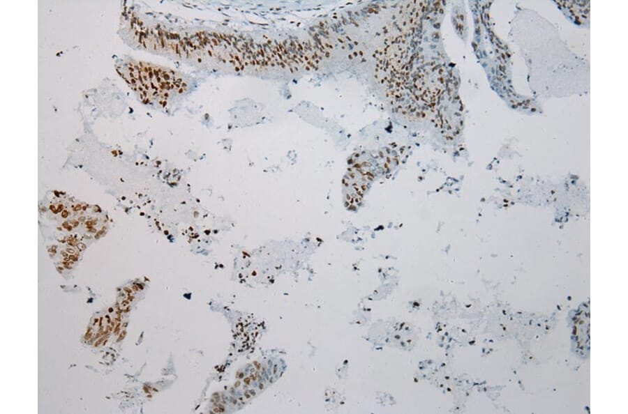 Immunohistochemistry - S1PR2 Antibody from Signalway Antibody (40195) - Antibodies.com