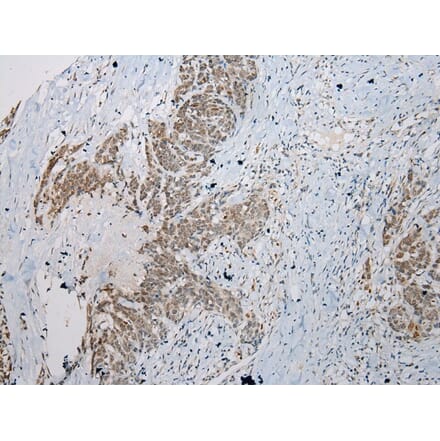Immunohistochemistry - STAB1 Antibody from Signalway Antibody (40225) - Antibodies.com
