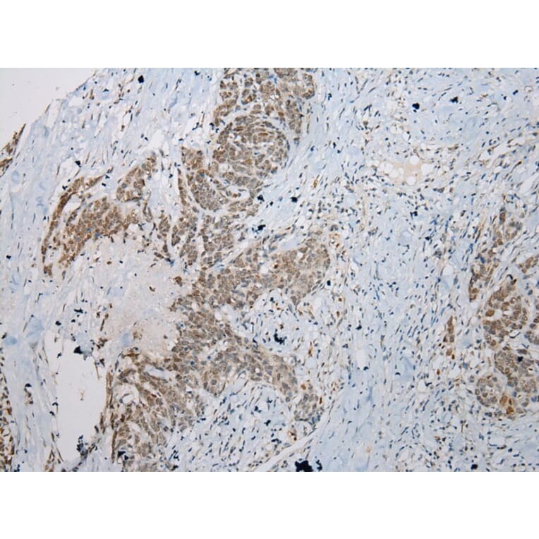 Immunohistochemistry - STAB1 Antibody from Signalway Antibody (40225) - Antibodies.com