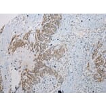 Immunohistochemistry - STAB1 Antibody from Signalway Antibody (40225) - Antibodies.com