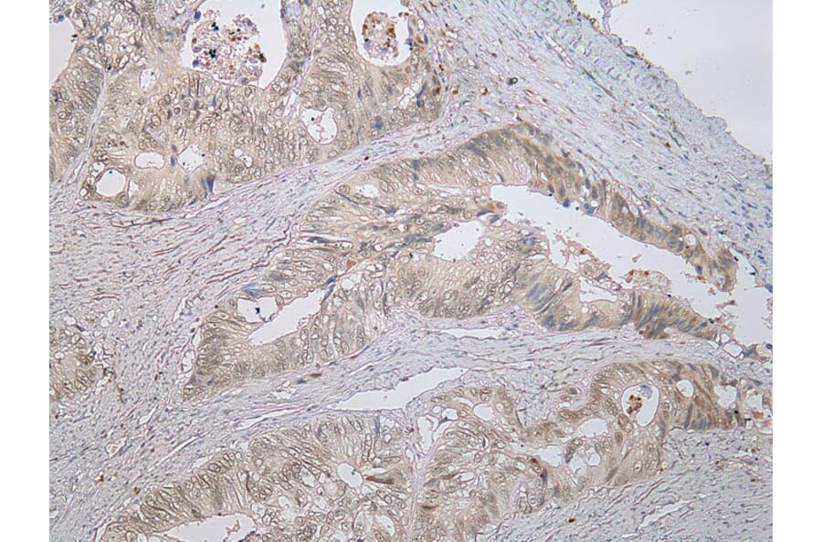 Immunohistochemistry - STAB1 Antibody from Signalway Antibody (40225) - Antibodies.com