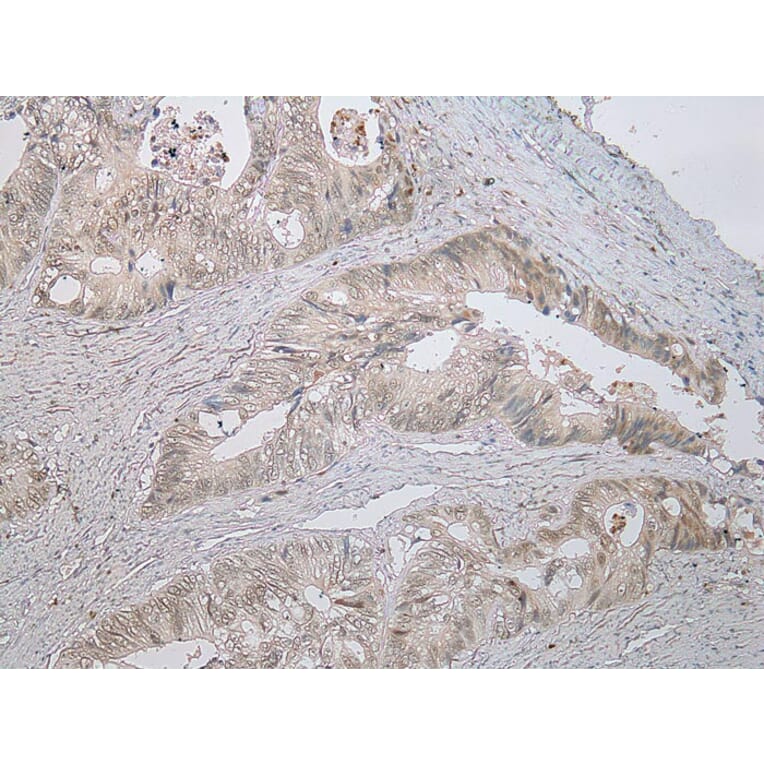 Immunohistochemistry - STAB1 Antibody from Signalway Antibody (40225) - Antibodies.com