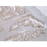 Immunohistochemistry - STAB1 Antibody from Signalway Antibody (40225) - Antibodies.com