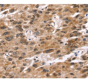 Immunohistochemistry - SNTA1 Antibody from Signalway Antibody (40233) - Antibodies.com