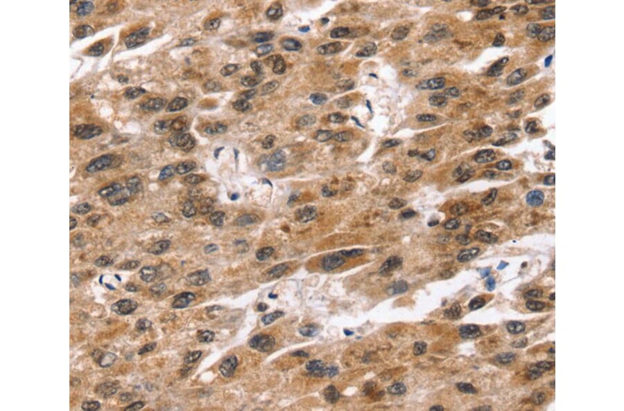 Immunohistochemistry - SNTA1 Antibody from Signalway Antibody (40233) - Antibodies.com