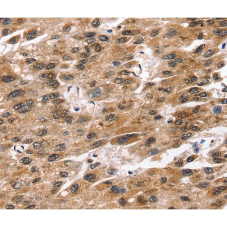 Immunohistochemistry - SNTA1 Antibody from Signalway Antibody (40233) - Antibodies.com