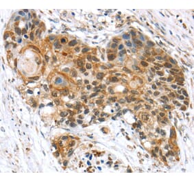 Immunohistochemistry - TCEB3 Antibody from Signalway Antibody (40239) - Antibodies.com