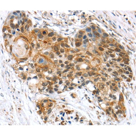 Immunohistochemistry - TCEB3 Antibody from Signalway Antibody (40239) - Antibodies.com