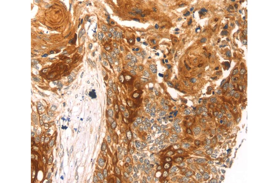 Immunohistochemistry - THAP9 Antibody from Signalway Antibody (40243) - Antibodies.com