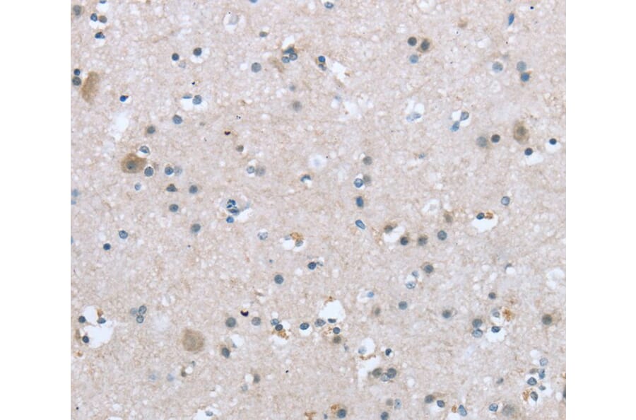 Immunohistochemistry - TRPM3 Antibody from Signalway Antibody (40266) - Antibodies.com