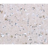 Immunohistochemistry - TRPM3 Antibody from Signalway Antibody (40266) - Antibodies.com