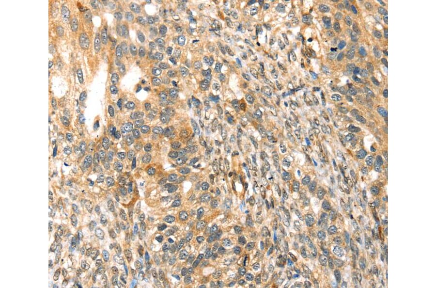 Immunohistochemistry - TRPV3 Antibody from Signalway Antibody (40268) - Antibodies.com