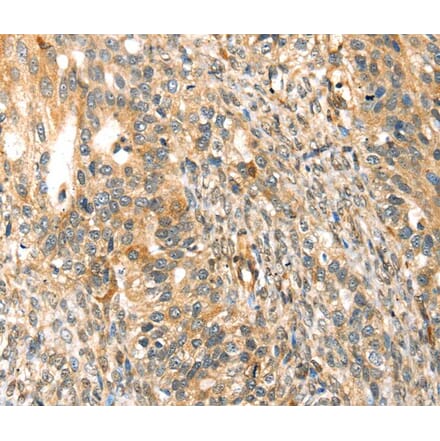 Immunohistochemistry - TRPV3 Antibody from Signalway Antibody (40268) - Antibodies.com