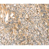 Immunohistochemistry - TRPV3 Antibody from Signalway Antibody (40268) - Antibodies.com