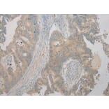 Immunohistochemistry - TSPY1 Antibody from Signalway Antibody (40270) - Antibodies.com