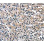 Immunohistochemistry - TUSC1 Antibody from Signalway Antibody (40272) - Antibodies.com