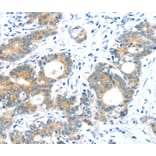 Immunohistochemistry - TUSC1 Antibody from Signalway Antibody (40272) - Antibodies.com