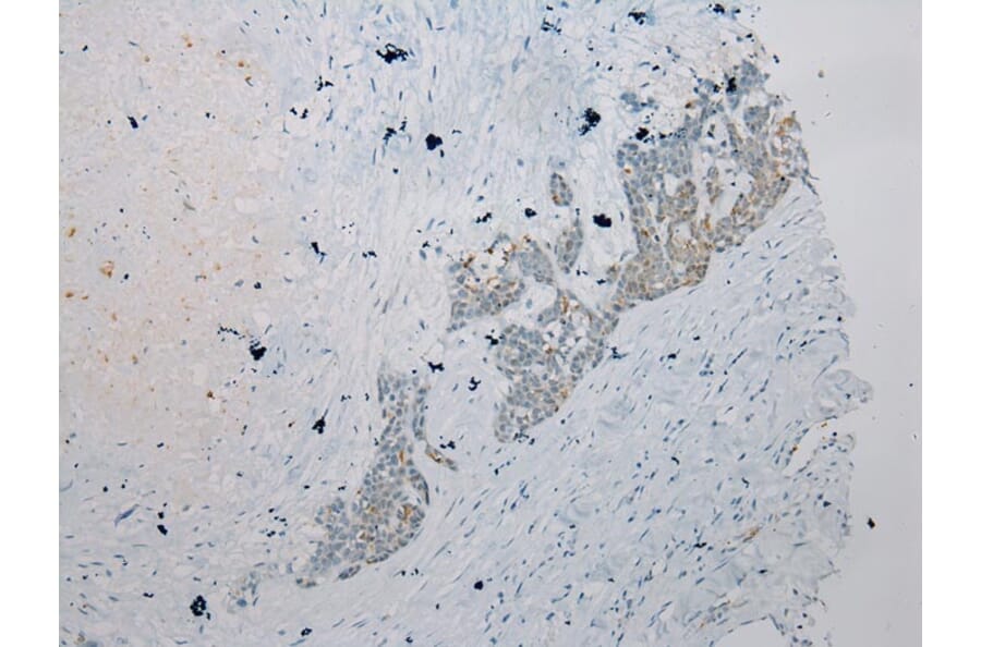 Immunohistochemistry - HAUS7 Antibody from Signalway Antibody (40279) - Antibodies.com