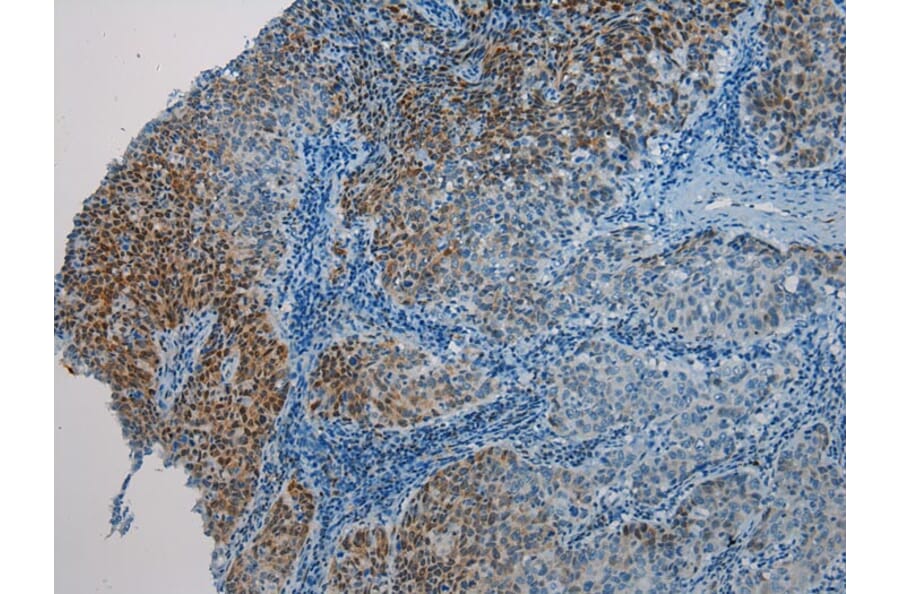 Immunohistochemistry - HAUS7 Antibody from Signalway Antibody (40279) - Antibodies.com