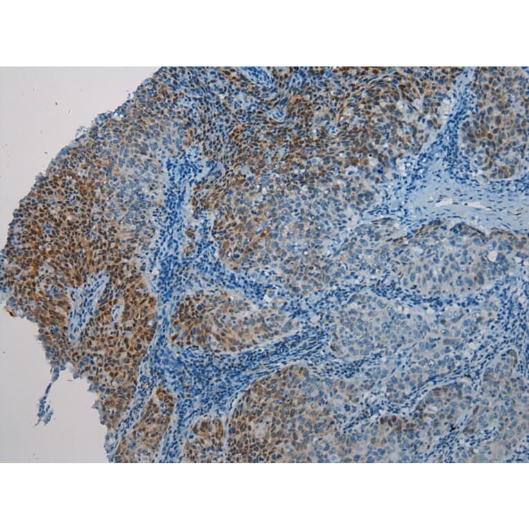 Immunohistochemistry - HAUS7 Antibody from Signalway Antibody (40279) - Antibodies.com