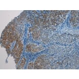 Immunohistochemistry - HAUS7 Antibody from Signalway Antibody (40279) - Antibodies.com