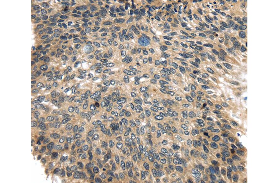 Immunohistochemistry - USP9X Antibody from Signalway Antibody (40285) - Antibodies.com