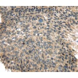 Immunohistochemistry - USP9X Antibody from Signalway Antibody (40285) - Antibodies.com