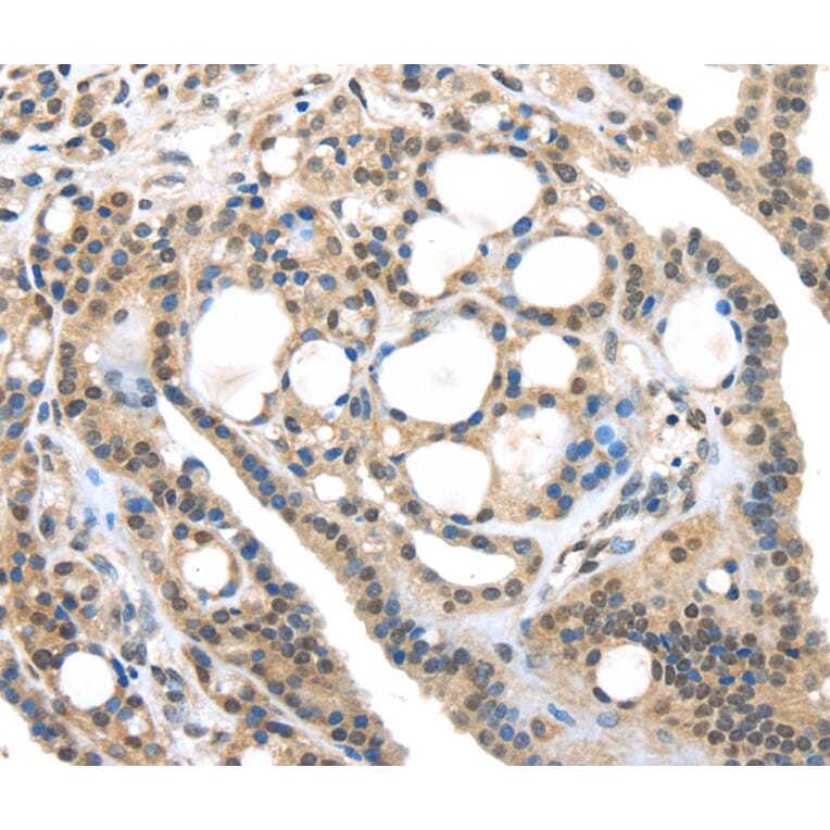 Immunohistochemistry - USP9X Antibody from Signalway Antibody (40285) - Antibodies.com