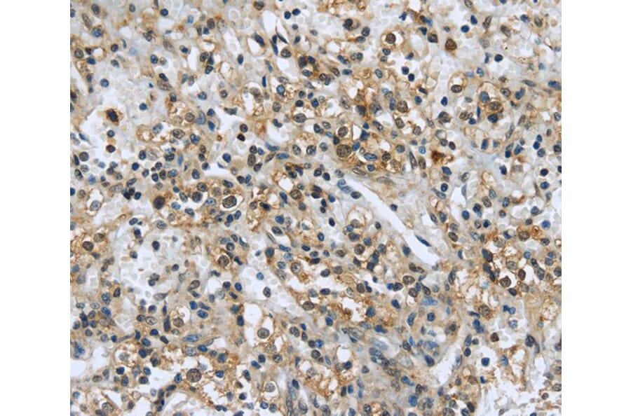 Immunohistochemistry - USP28 Antibody from Signalway Antibody (40286) - Antibodies.com