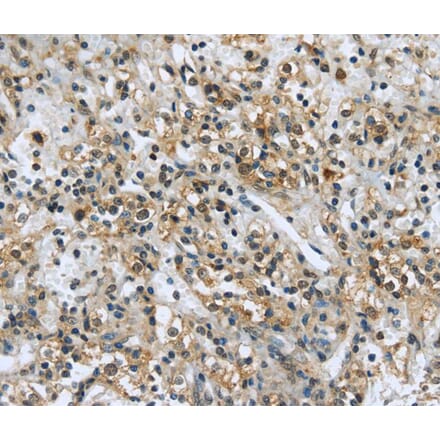 Immunohistochemistry - USP28 Antibody from Signalway Antibody (40286) - Antibodies.com