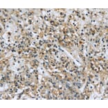 Immunohistochemistry - USP28 Antibody from Signalway Antibody (40286) - Antibodies.com