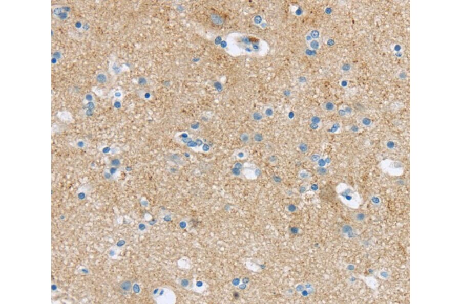 Immunohistochemistry - VAMP1 Antibody from Signalway Antibody (40289) - Antibodies.com