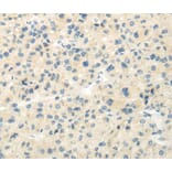 Immunohistochemistry - VIPR1 Antibody from Signalway Antibody (40290) - Antibodies.com