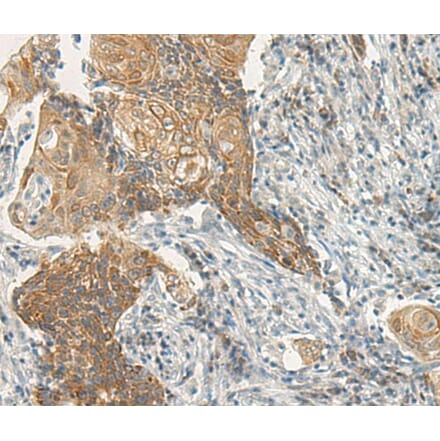 Immunohistochemistry - VIPR2 Antibody from Signalway Antibody (40291) - Antibodies.com