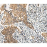 Immunohistochemistry - VIPR2 Antibody from Signalway Antibody (40291) - Antibodies.com