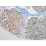 Immunohistochemistry - VPS4A Antibody from Signalway Antibody (40294) - Antibodies.com