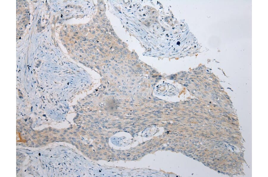 Immunohistochemistry - VPS4A Antibody from Signalway Antibody (40294) - Antibodies.com