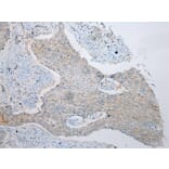 Immunohistochemistry - VPS4A Antibody from Signalway Antibody (40294) - Antibodies.com