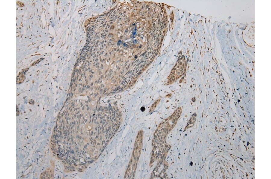 Immunohistochemistry - VPS36 Antibody from Signalway Antibody (40296) - Antibodies.com