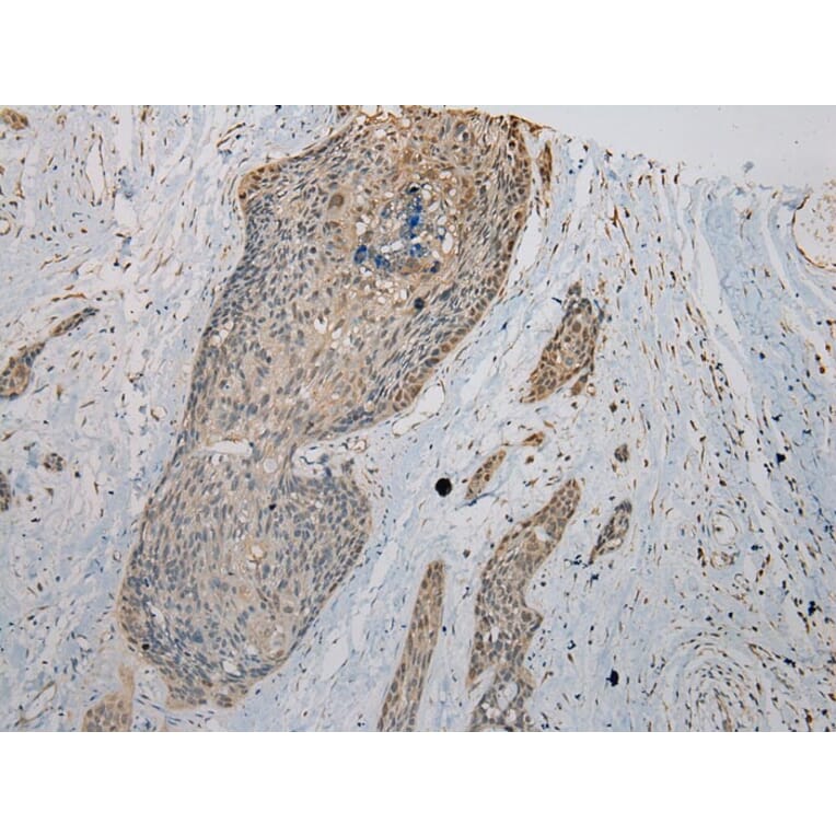 Immunohistochemistry - VPS36 Antibody from Signalway Antibody (40296) - Antibodies.com