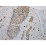Immunohistochemistry - VPS36 Antibody from Signalway Antibody (40296) - Antibodies.com
