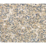 Immunohistochemistry - WDR91 Antibody from Signalway Antibody (40297) - Antibodies.com