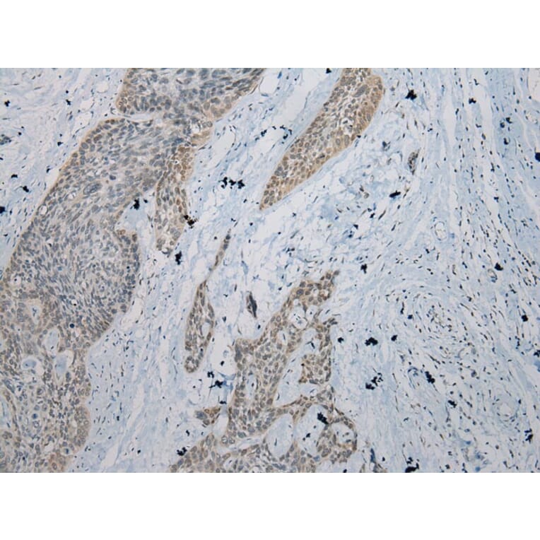 Immunohistochemistry - IL-20 Antibody from Signalway Antibody (40305) - Antibodies.com