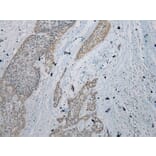 Immunohistochemistry - IL-20 Antibody from Signalway Antibody (40305) - Antibodies.com