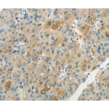 Immunohistochemistry - WNT2B Antibody from Signalway Antibody (40309) - Antibodies.com