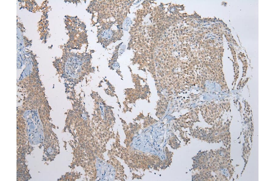 Immunohistochemistry - SSBP4 Antibody from Signalway Antibody (40337) - Antibodies.com