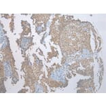 Immunohistochemistry - SSBP4 Antibody from Signalway Antibody (40337) - Antibodies.com