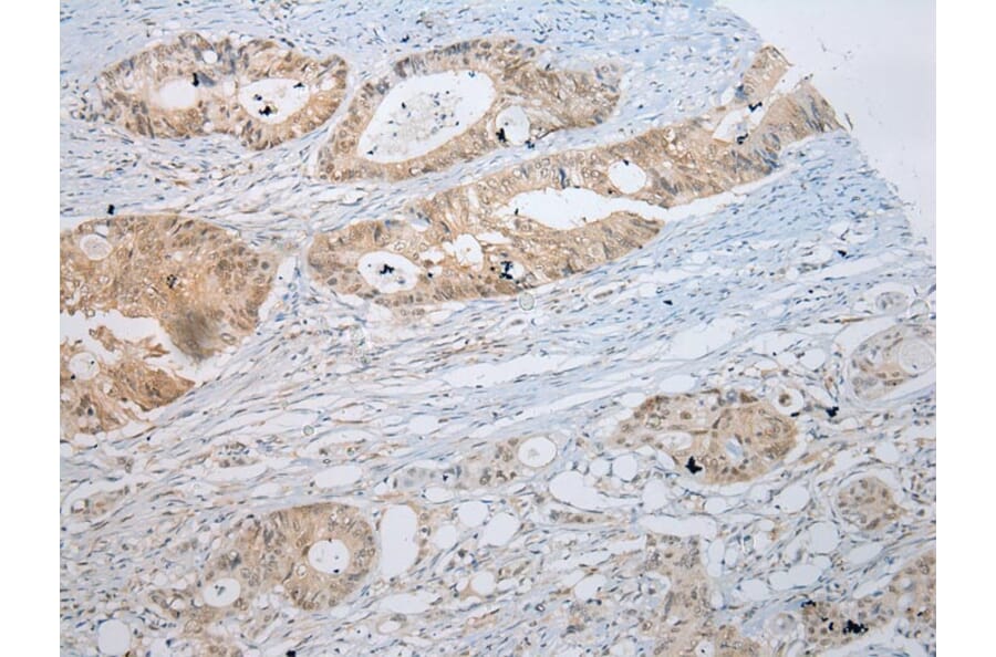 Immunohistochemistry - SSBP4 Antibody from Signalway Antibody (40337) - Antibodies.com